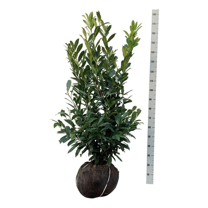 Lauro vyšnia (Lot Prunus laur.) 'Caucasica' 100-125 CM RB EXTRA TRNSPL-VYŠNIOS DEKORATYVINĖS-SAKUROS-MEDŽIAI