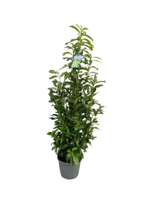 Lauro vyšnia (Lot Prunus laur.) 'Genolia' C15 120-140 CM-VYŠNIOS DEKORATYVINĖS-SAKUROS-MEDŽIAI
