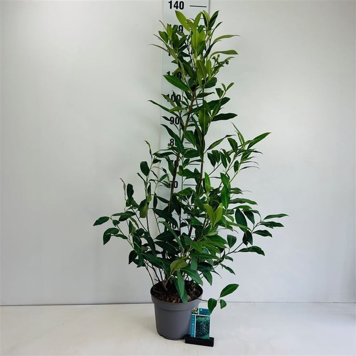 Lauro vyšnia (Lot Prunus laur.) 'Herbergii' C5/P23 80-100 CM-VYŠNIOS DEKORATYVINĖS-SAKUROS-MEDŽIAI