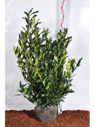 Lauro vyšnia (Lot Prunus laur.) 'Herbergii' 80-100 CM RB-VYŠNIOS DEKORATYVINĖS-SAKUROS-MEDŽIAI