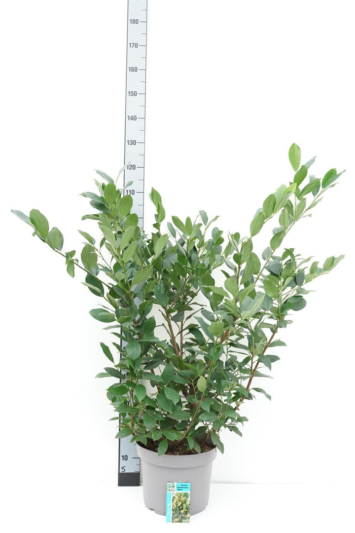 Lauro vyšnia (Lot Prunus laur.) 'Mano' C10 80-100 CM-VYŠNIOS DEKORATYVINĖS-SAKUROS-MEDŽIAI