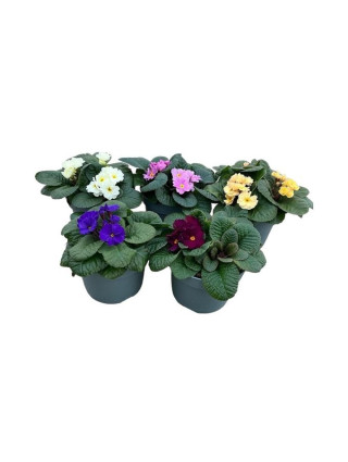 Raktažolė (Lot Primula obsidian) C3/P19-RAKTAŽOLĖS-DAUGIAMETĖS GĖLĖS