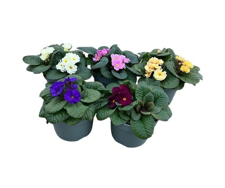 Raktažolė (Lot Primula obsidian) C3/P19-RAKTAŽOLĖS-DAUGIAMETĖS GĖLĖS
