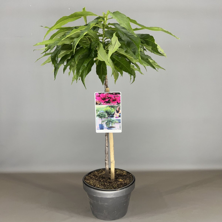 Sakura vyšnia (Lot Prunus p.) 'Nectarella' C3/P19 STIEBAS 50 CM-VYŠNIOS DEKORATYVINĖS-SAKUROS-MEDŽIAI