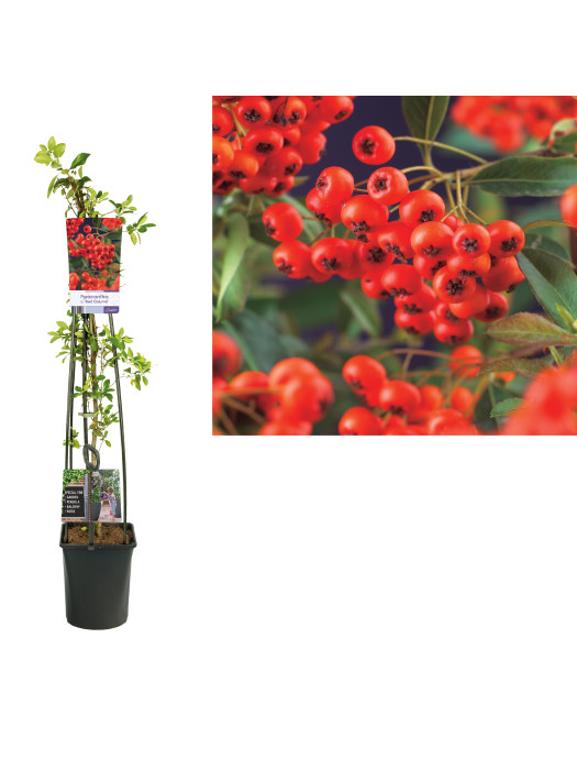 Dyglainė raudonvaisė (Lot Pyracantha cocc.) 'Red Column' C5 120 CM 4 ST (SK)-DYGLAINIAI-KRŪMAI