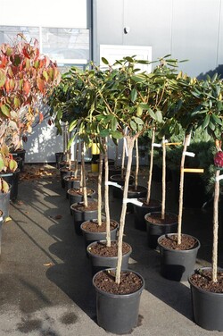 Rododendras Jakušimaninis (Lot Rhododendron (Y)) 'Blurettia' C20 STIEBAS 100 CM - nuotrauka 2