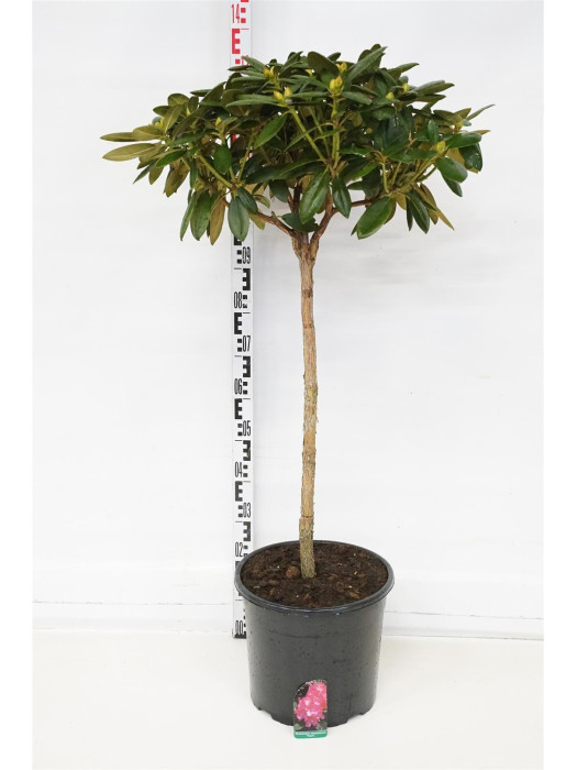 Rododendras Jakušimaninis (Lot Rhododendron (Y)) 'Polaris' C20 STIEBAS 80 CM-RODODENDRAI-KRŪMAI