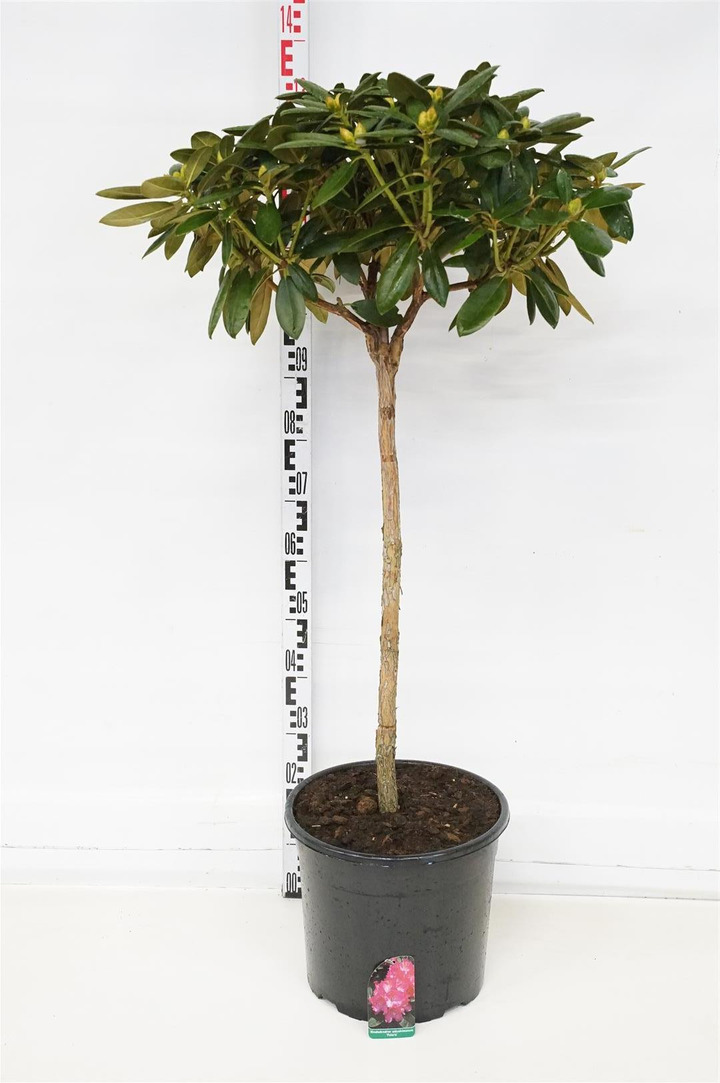 Rododendras Jakušimaninis (Lot Rhododendron (Y)) 'Polaris' C20 STIEBAS 80 CM-RODODENDRAI-KRŪMAI