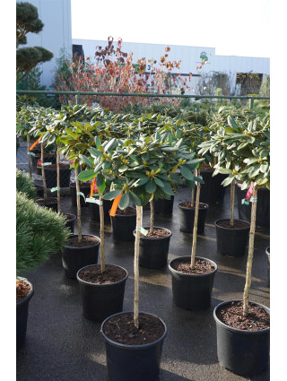 Rododendras Jakušimaninis (Lot Rhododendron (Y)) 'Polaris' C20 STIEBAS 80 CM-RODODENDRAI-KRŪMAI