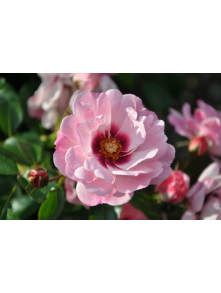 Rožė (P) (Lot Rosa (P)) 'Bright Eyes' C5/P23 STIEBAS 50 CM-ROŽĖS-KRŪMAI