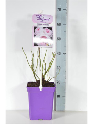Rožė (F) (Lot Rosa (F)) 'Herzogin Christiana' C5/P23-ROŽĖS-KRŪMAI