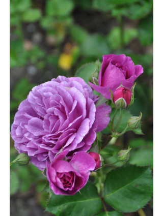 Rožė (Lot Rosa) 'Minerva' C5/P23 STIEBAS 50 CM-ROŽĖS-KRŪMAI