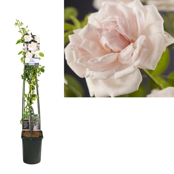 Rožė (K) (Lot Rosa (K)) 'New Dawn' C5 120 CM 4 ST (SK)-ROŽĖS-KRŪMAI
