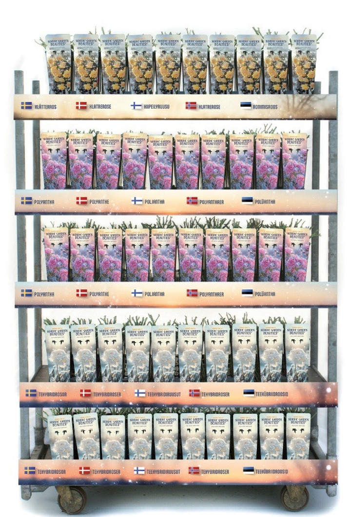 Rožė (Lot Rosa) 'Nordic Garden Beauties' C3 ROSESCONTAINER-ROŽĖS-KRŪMAI