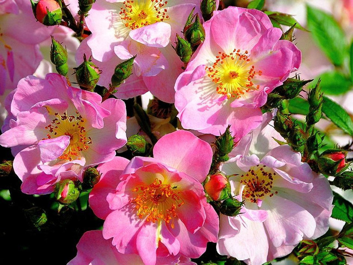 Rožė (K) (Lot Rosa (K)) C5/P23-ROŽĖS-KRŪMAI