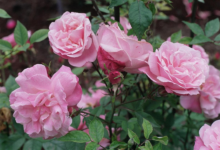 Rožė (K) (Lot Rosa (K)) 'Our Last Summer' C3/P19-ROŽĖS-KRŪMAI