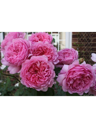 Rožė (Lot Rosa) 'Princess Alexandra of Kent' C5/P23-ROŽĖS-KRŪMAI