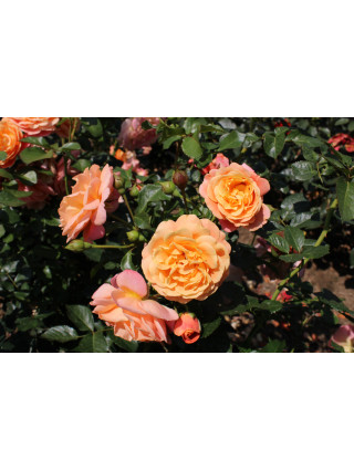 Rožė (Lot Rosa) 'Peach Melba' C5/P23-ROŽĖS-KRŪMAI