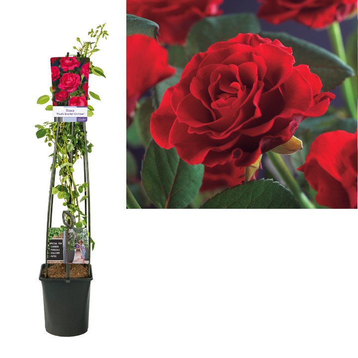 Rožė (K) (Lot Rosa (K)) 'Paul's Scarlet Climber' C5 120 CM 4 ST (SK)-ROŽĖS-KRŪMAI