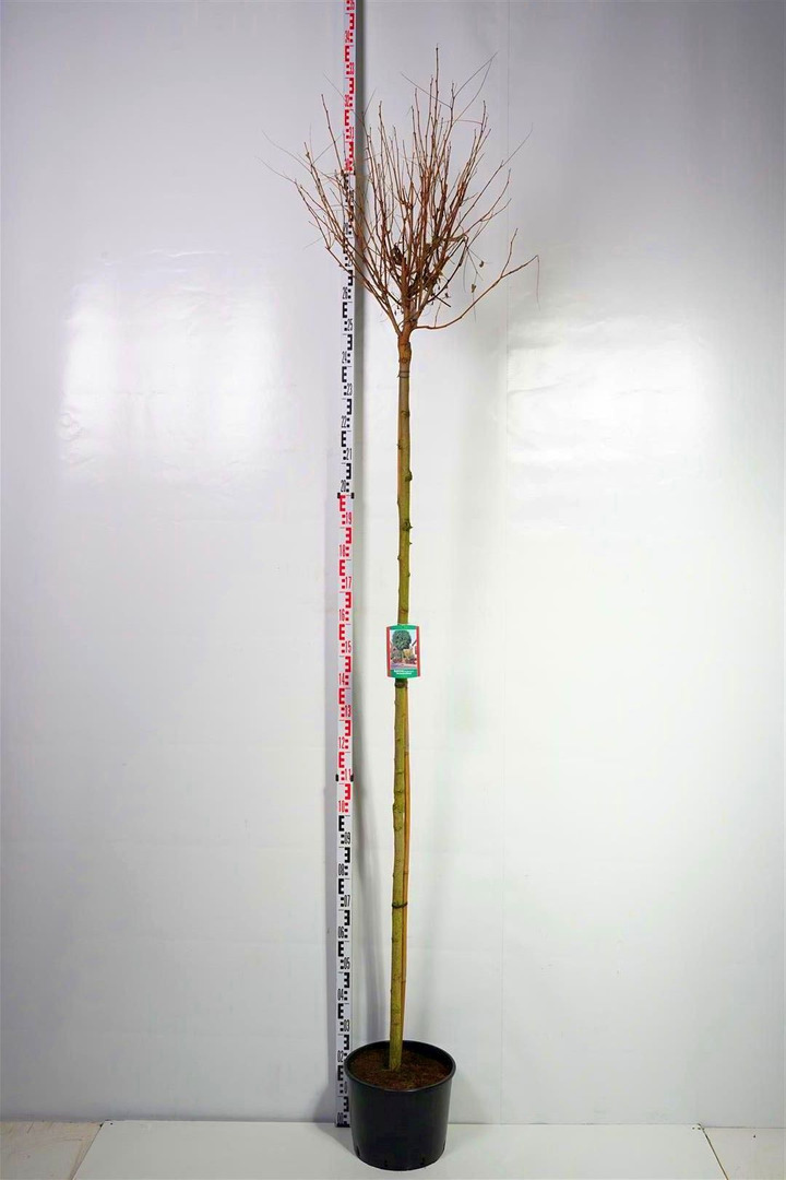 Robinija baltažiedė (Lot Robinia ps.) 'Umbraculifera' C25 STIEBAS 220 CM KAMIENO APIMTIS 8-10 CM