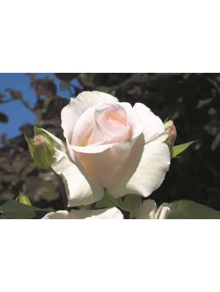 Rožė (Lot Rosa) 'Schneewalzer' C5/P23-ROŽĖS-KRŪMAI