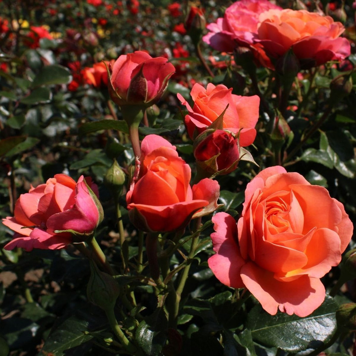 Rožė (F) (Lot Rosa (F)) C7,5/P26 STIEBAS 90 CM-ROŽĖS-KRŪMAI
