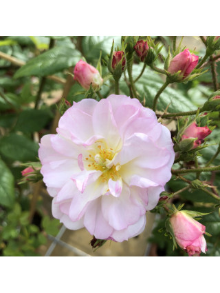 Rožė (K) (Lot Rosa (K)) 'Sweet Siluetta' C5/P23-ROŽĖS-KRŪMAI