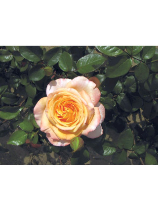 Rožė (Lot Rosa) 'Scented Memory' C7,5/P26 STIEBAS 90 CM-ROŽĖS-KRŪMAI