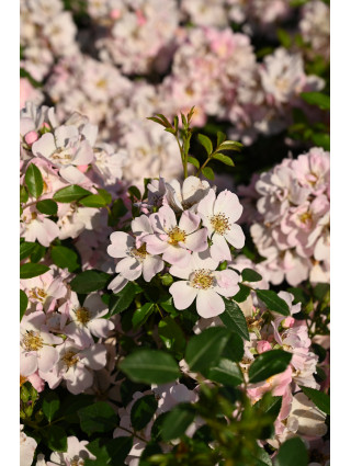Rožė (M) (Lot Rosa (M)) 'Sternenhimmel' C3/P19-ROŽĖS-KRŪMAI