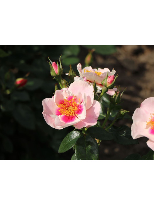 Rožė (F) (Lot Rosa (F)) 'See You in Red' C5/P23 STIEBAS 50 CM-ROŽĖS-KRŪMAI