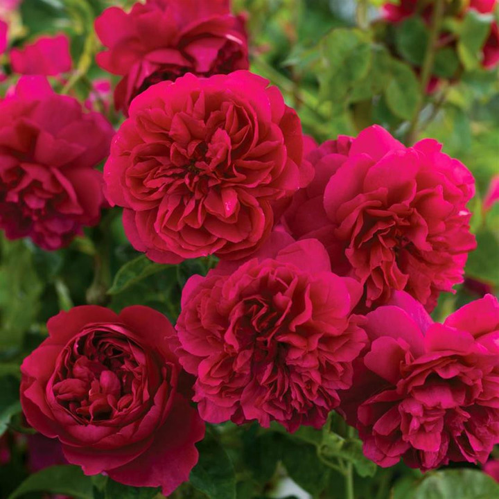 Rožė (H) (Lot Rosa (H)) 'Thomas a Becket' C5/P23-ROŽĖS-KRŪMAI