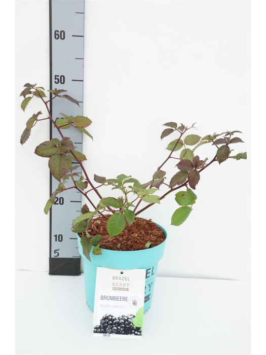 Šilauogė (Lot Rubus BrazelBerry) 'Baby Cakes' C4/P21 25-30 CM-ŠILAUOGĖS-VAISMEDŽIAI - VAISKRŪMIAI