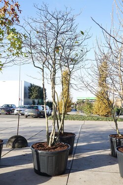Balkšvasis sasafras (Lot Sassafras albidum) C290 250-300 CM DAUGEKAMIENIS - nuotrauka 2