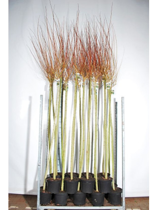 Gluosnis sveikalapis (Lot Salix integra) 'Hakuro-nishiki' 1C7,5/P26 STIEBAS 80 CM-GLUOSNIAI-MEDŽIAI