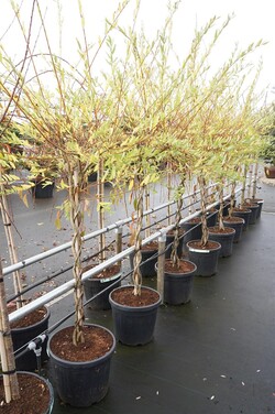 Gluosnis sveikalapis (Lot Salix integra) 'Hakuro-nishiki' C30 STIEBAS 100 CM - nuotrauka 2