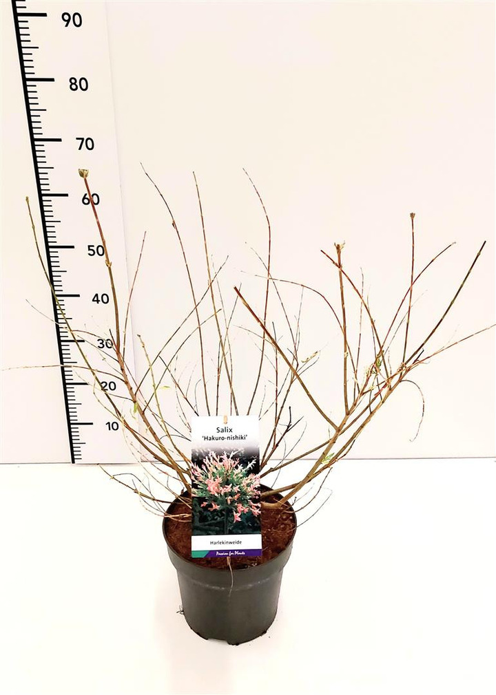 Gluosnis sveikalapis (Lot Salix integra) 'Hakuro-nishiki' C5/P23 50-60 CM-GLUOSNIAI-MEDŽIAI