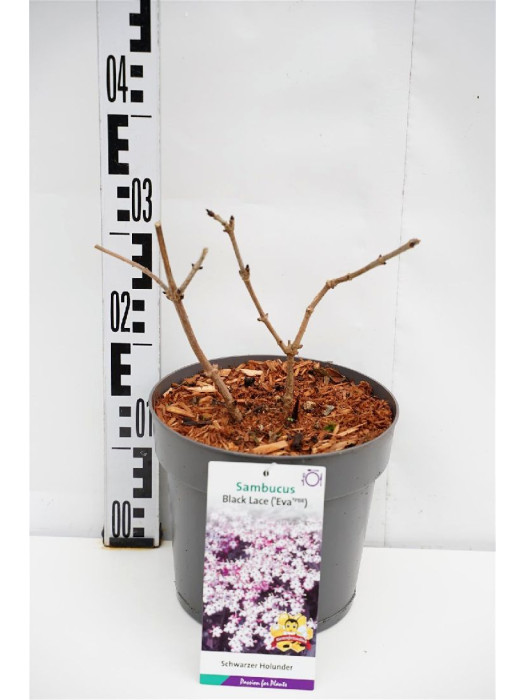 Šeivamedis juodauogis (Lot Sambucus nigra) 'Black Lace' C5/P23-ŠEIVAMEDŽIAI-KRŪMAI