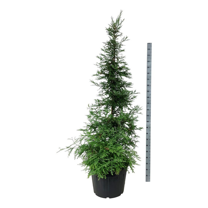 Visžalė sekvoja (Lot Sequoia s.) 'Illa Martin' C70 200-225 CM-KITI MEDŽIAI-MEDŽIAI
