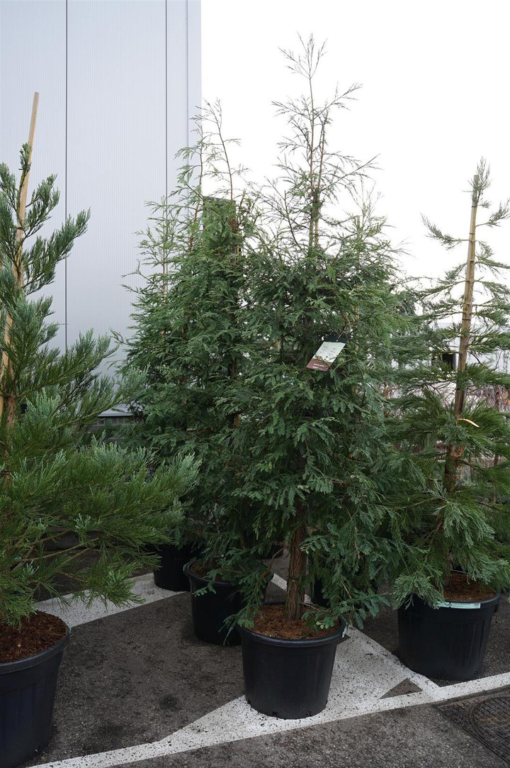 Visžalė sekvoja (Lot Sequoia s.) 'Illa Martin' C70 200-225 CM-KITI MEDŽIAI-MEDŽIAI