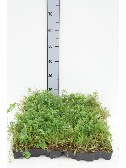Šilokai (Lot Sedum) 50 X 50 CM-ŠILOKAI-DAUGIAMETĖS GĖLĖS