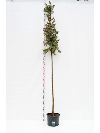 Šermukšnis (Lot Sorbus auc.) 'Fastigiata' C35 STIEBAS 225 CM KAMIENO APIMTIS 10-12 CM-ŠERMUKŠNIAI-MEDŽIAI