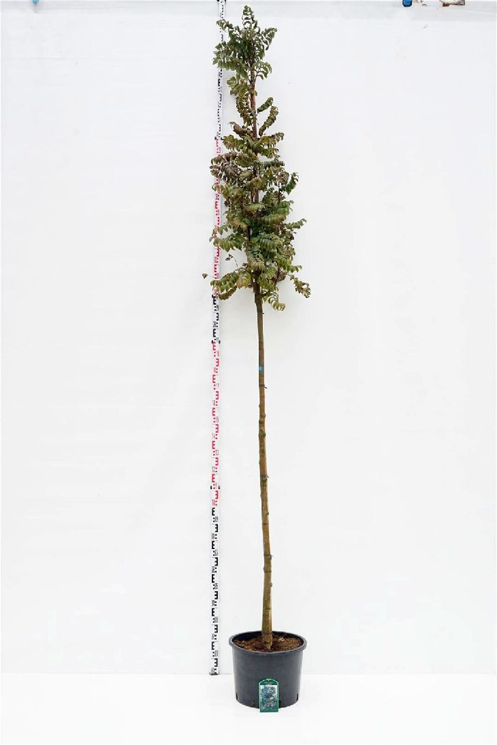 Šermukšnis (Lot Sorbus auc.) 'Fastigiata' C35 STIEBAS 225 CM KAMIENO APIMTIS 10-12 CM-ŠERMUKŠNIAI-MEDŽIAI