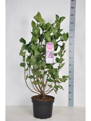 Alyva paprastoji (Lot Syringa v.) 'Mme Antoine Buchner' C10 80-100 CM-ALYVOS-KRŪMAI