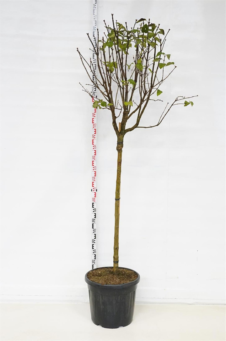 Alyva paprastoji (Lot Syringa v.) 'Mme Antoine Buchner' C55 STIEBAS 120 CM SOL-ALYVOS-KRŪMAI
