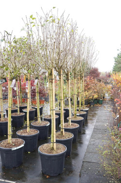 Alyva paprastoji (Lot Syringa v.) 'Mme Antoine Buchner' C55 STIEBAS 120 CM SOL - nuotrauka 2