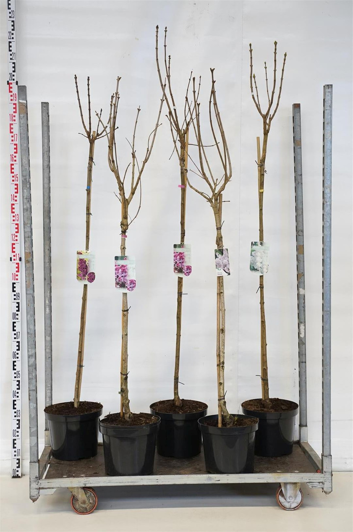 Gauruotoji alyva MIX (Lot Syringa vulgaris) MIX CC STEMS - 3x4 'And.
