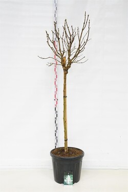 Alyva paprastoji (Lot Syringa v.) 'Monique Lemoine' C55 STIEBAS 120 CM SOL - nuotrauka 1