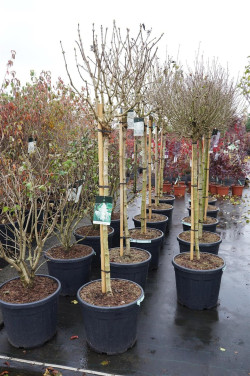 Alyva paprastoji (Lot Syringa v.) 'Monique Lemoine' C55 STIEBAS 120 CM SOL - nuotrauka 2