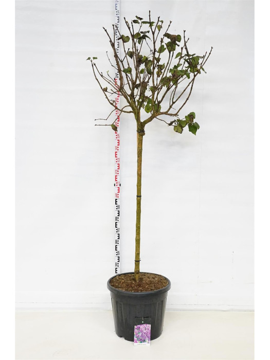 Alyva paprastoji (Lot Syringa v.) 'Sensation' C55 STIEBAS 120 CM SOL-ALYVOS-KRŪMAI