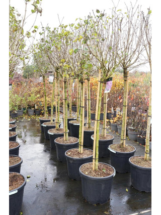 Alyva paprastoji (Lot Syringa v.) 'Sensation' C55 STIEBAS 120 CM SOL-ALYVOS-KRŪMAI